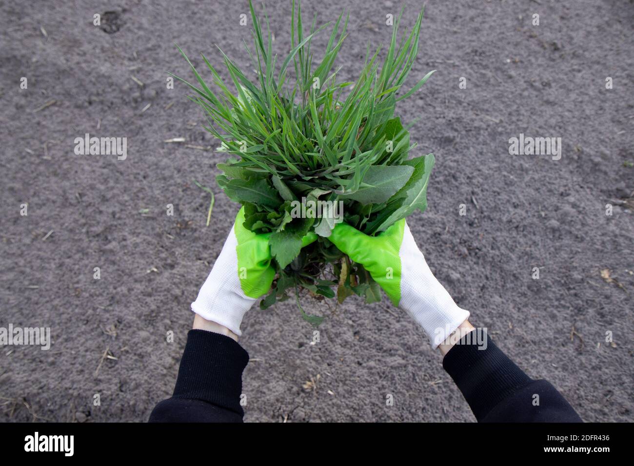 Donna che tiene una manciata di erbacce dal giardino. Erbacce e piante radici che vengono rimosse dalle mani. Foto Stock