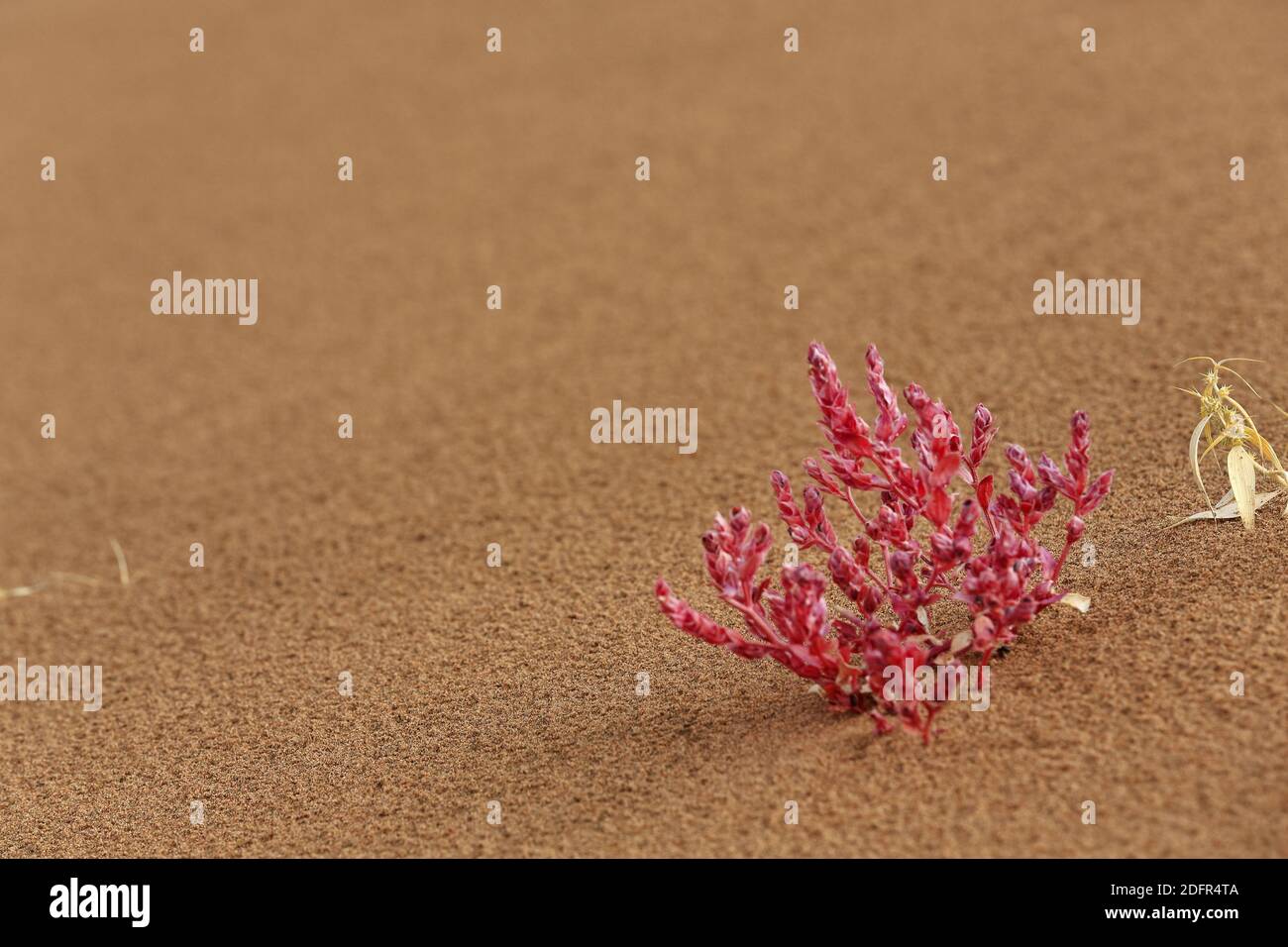 Piccolo arbusto rosa sulla sabbia-Badain Jaran deserto megadune-interno Mongolia-Cina-1155 Foto Stock