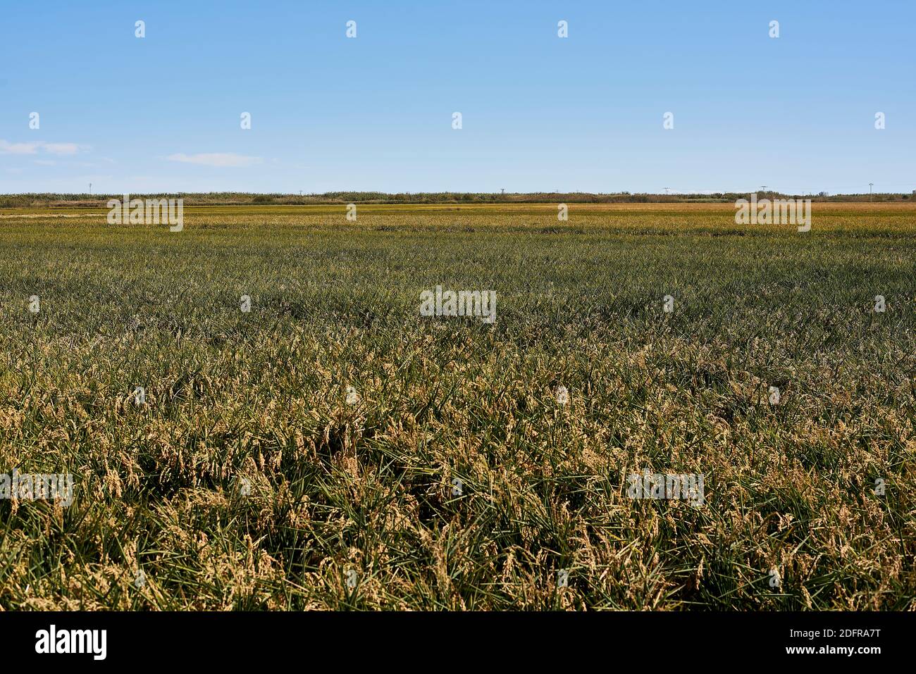 Campi di riso preparati per la raccolta, giornata di sole, grande distesa di campo Foto Stock