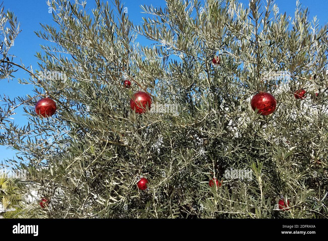 Ulivo decorato per Natale con globi di vetro rosso per il clima caldo  stagione di festa sfondi Foto stock - Alamy