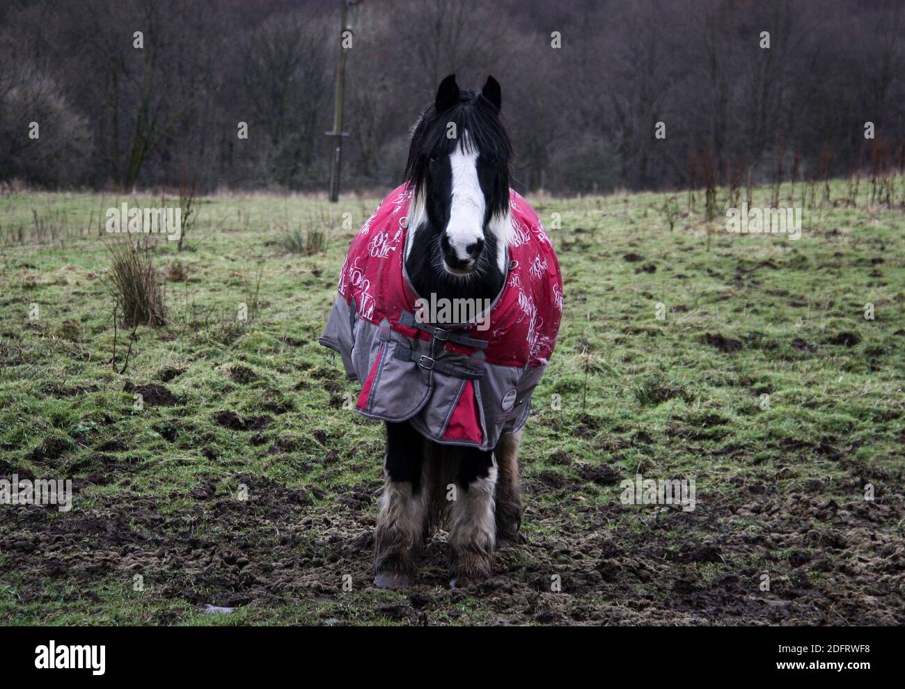 Pony freddo dell'altopiano da solo in un campo scozzese Foto Stock