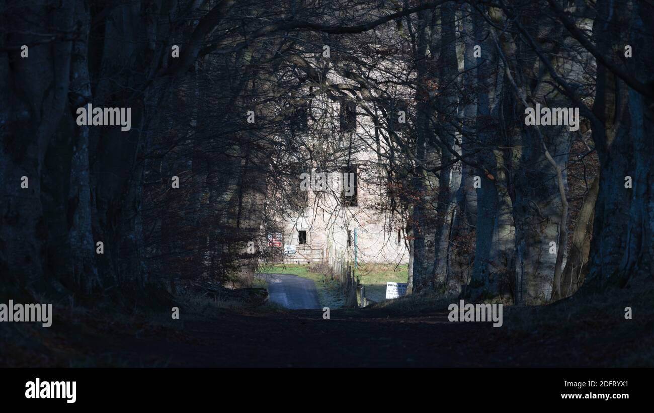 Una vista attraverso un tunnel di alberi di faggio verso le rovine del Palazzo Vescovile a Fetternear, vicino a Kemnay in Aberdeenshire, Scozia Foto Stock