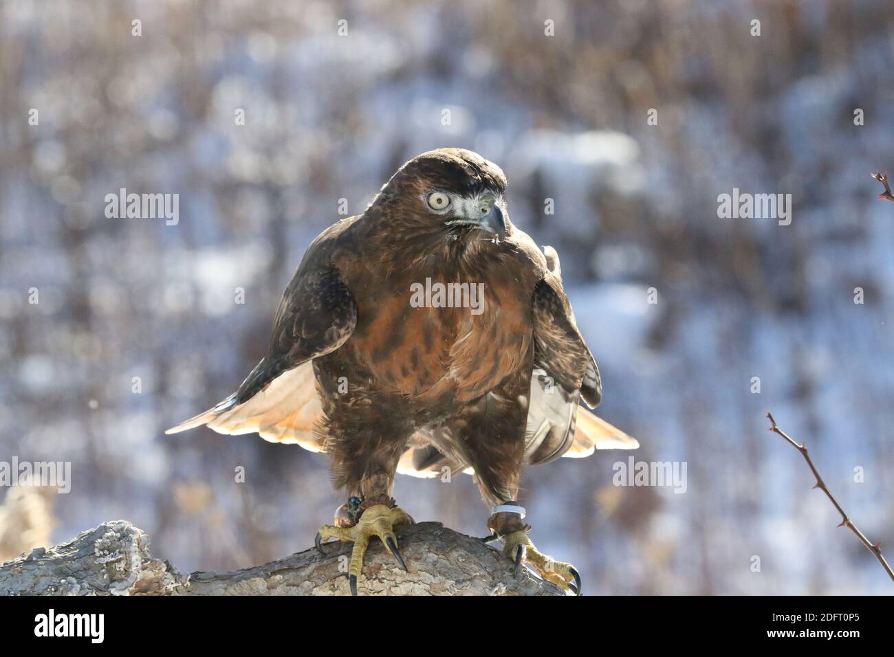 Red Tailed hawk Foto Stock