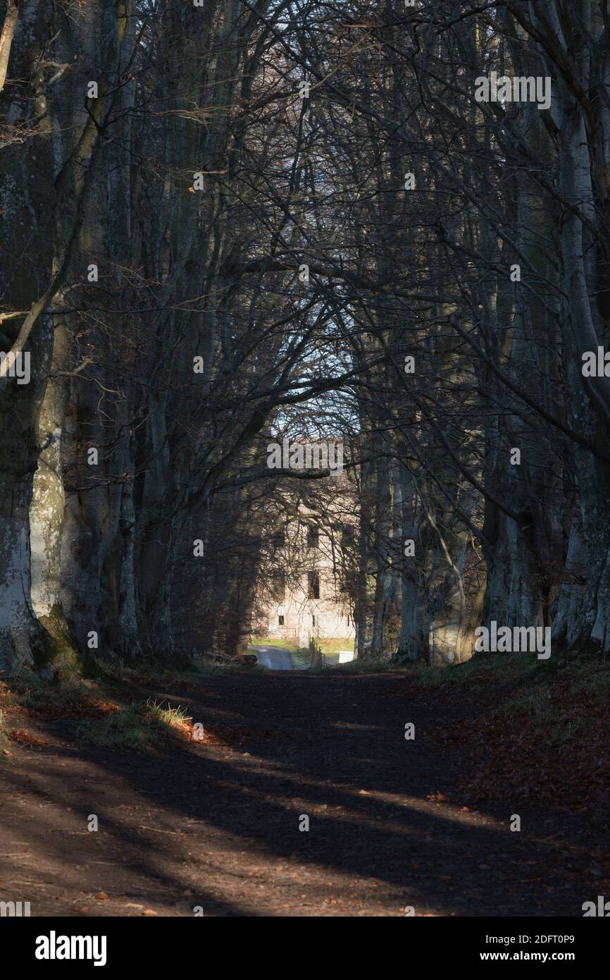 Le rovine del Palazzo Vescovile, visibili alla fine di un tunnel di alberi di faggio in un giorno invernale soleggiato a Fetternear, Aberdeenshire, Scozia Foto Stock