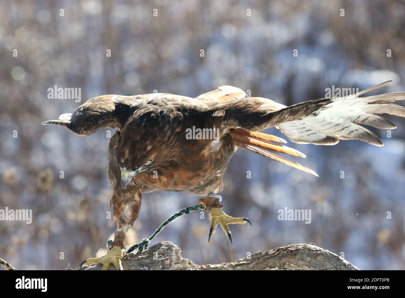 Red Tailed hawk Foto Stock