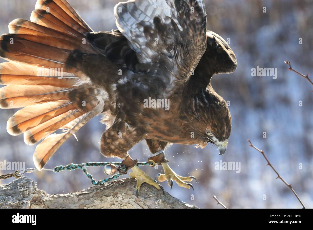 Red Tailed hawk Foto Stock