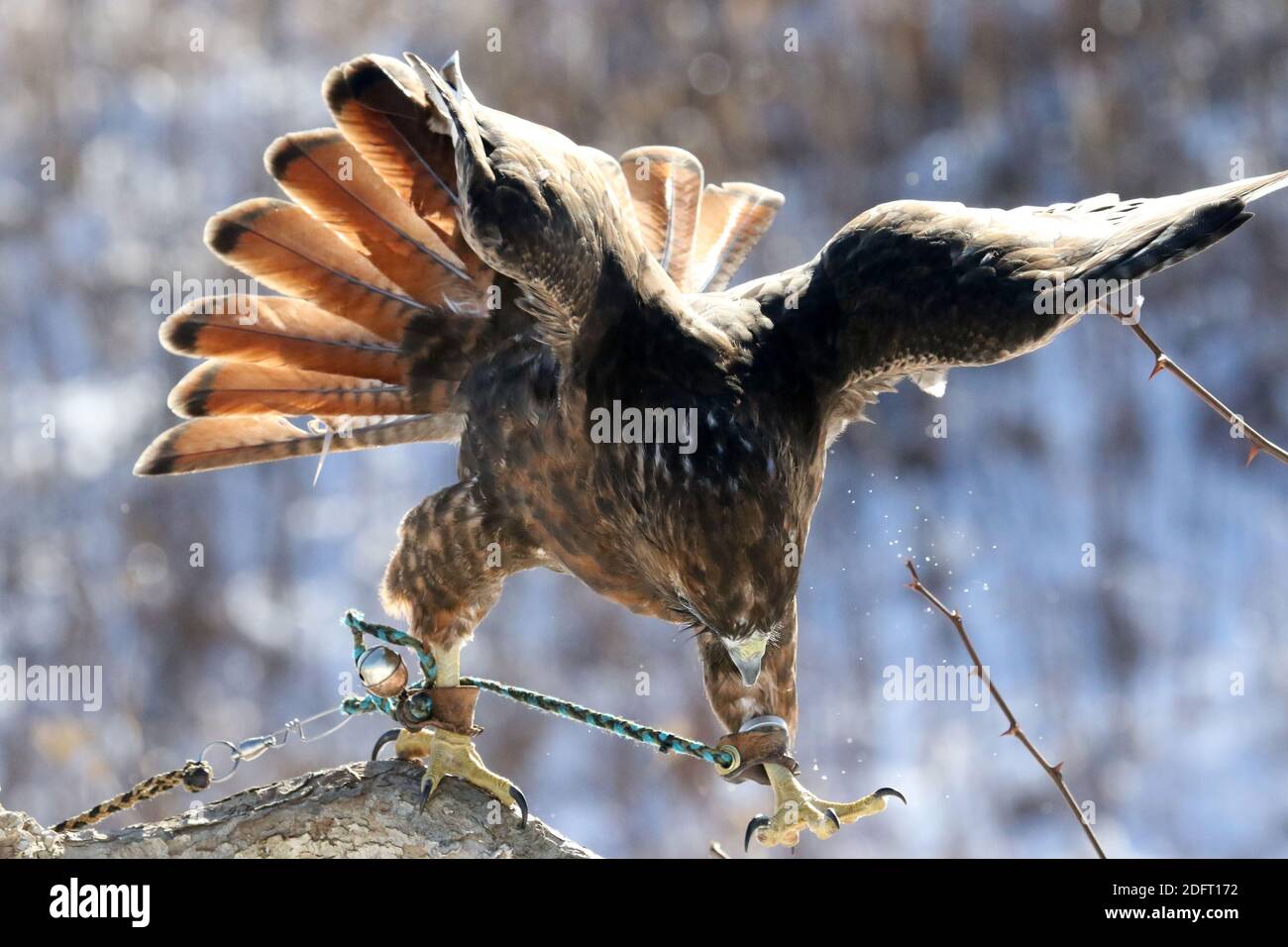 Red Tailed hawk Foto Stock