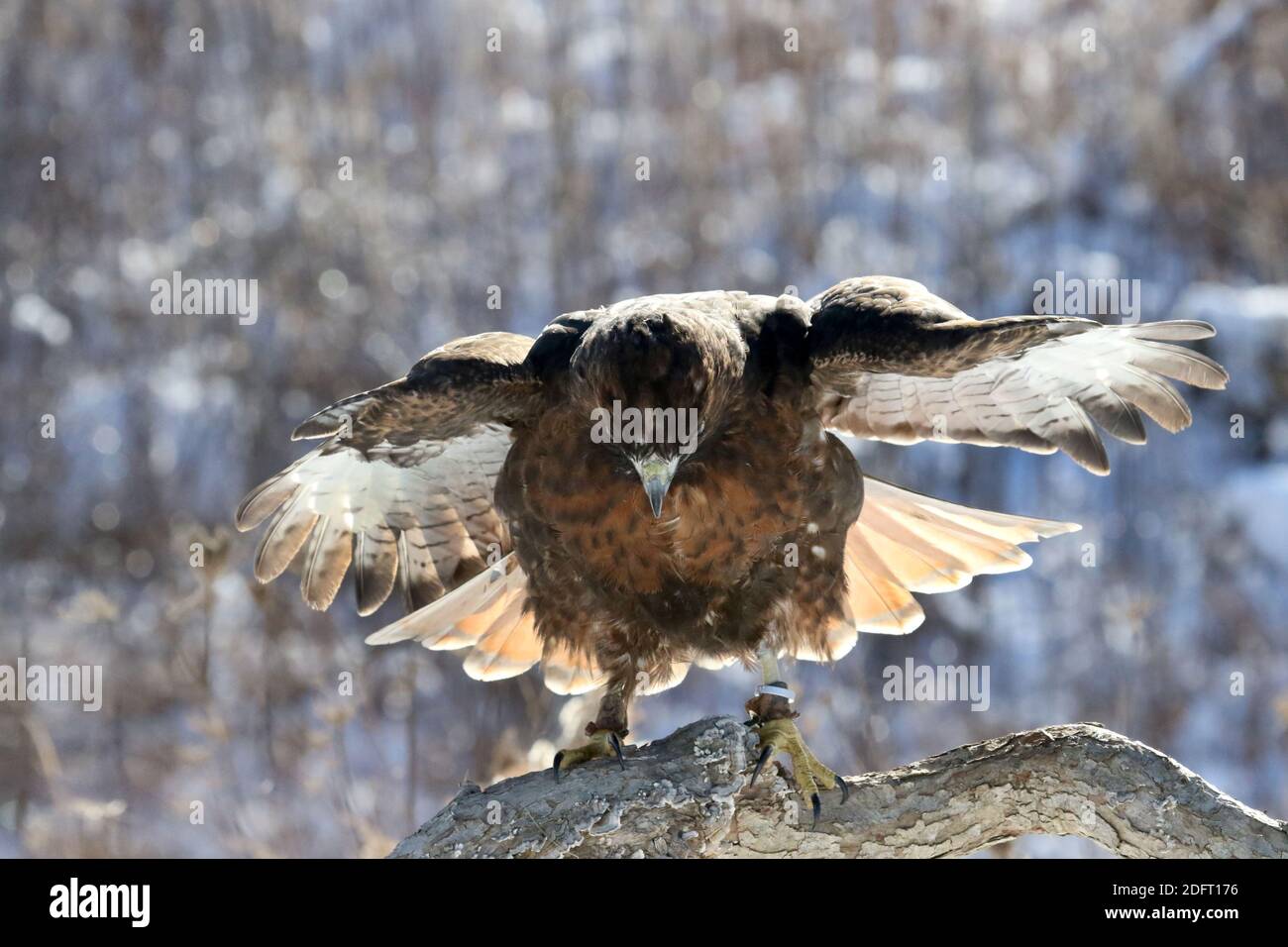 Red Tailed hawk Foto Stock