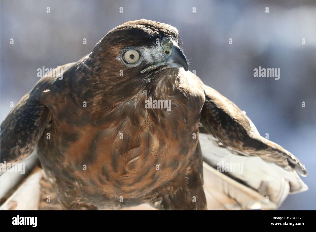 Red Tailed hawk Foto Stock