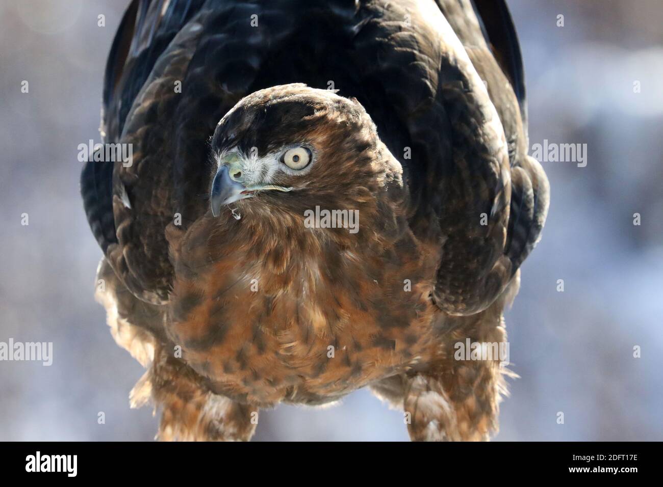 Red Tailed hawk Foto Stock