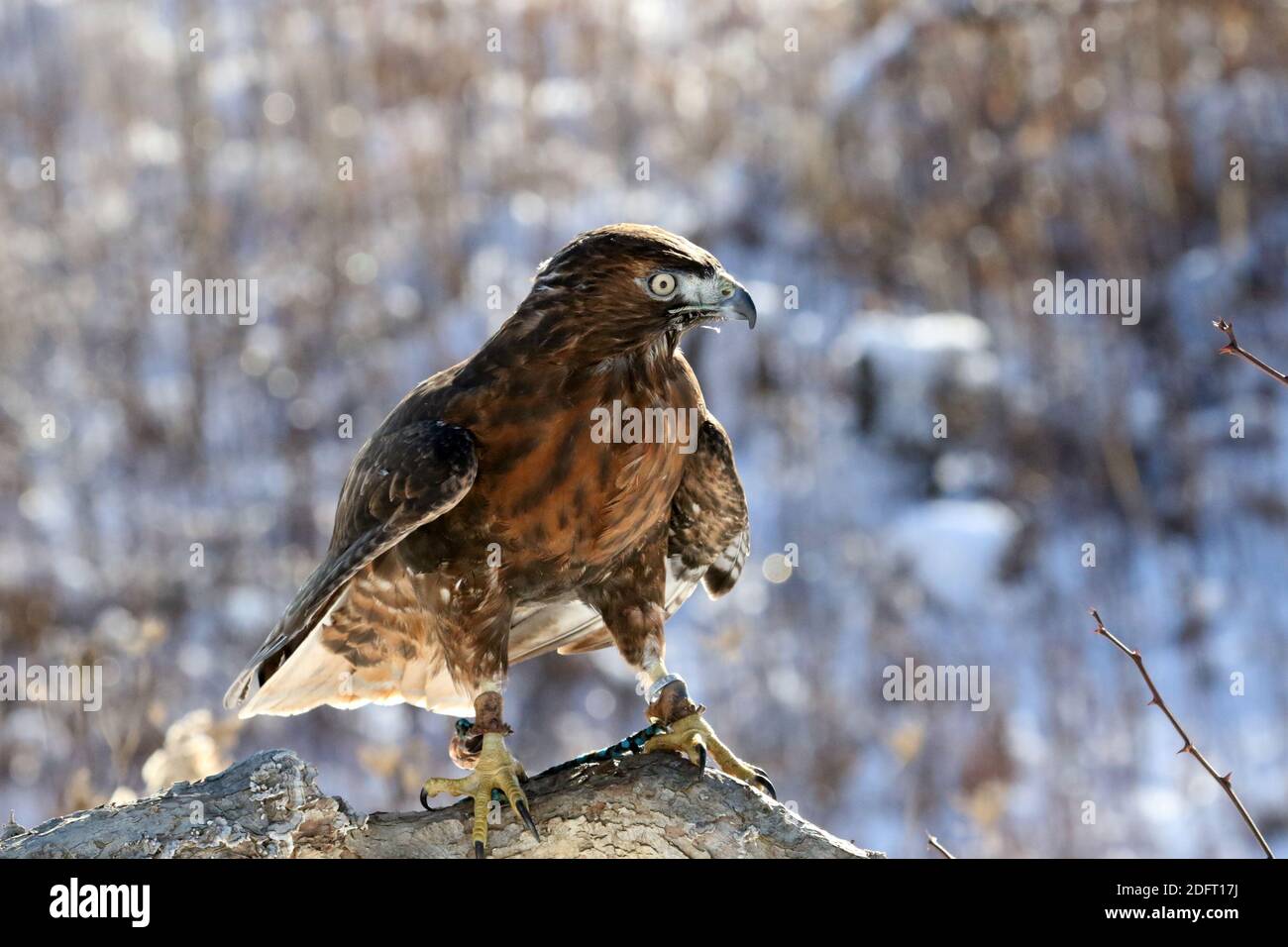 Red Tailed hawk Foto Stock
