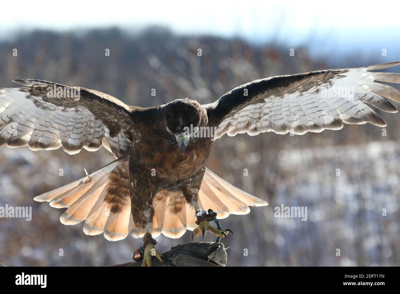 Red Tailed hawk Foto Stock