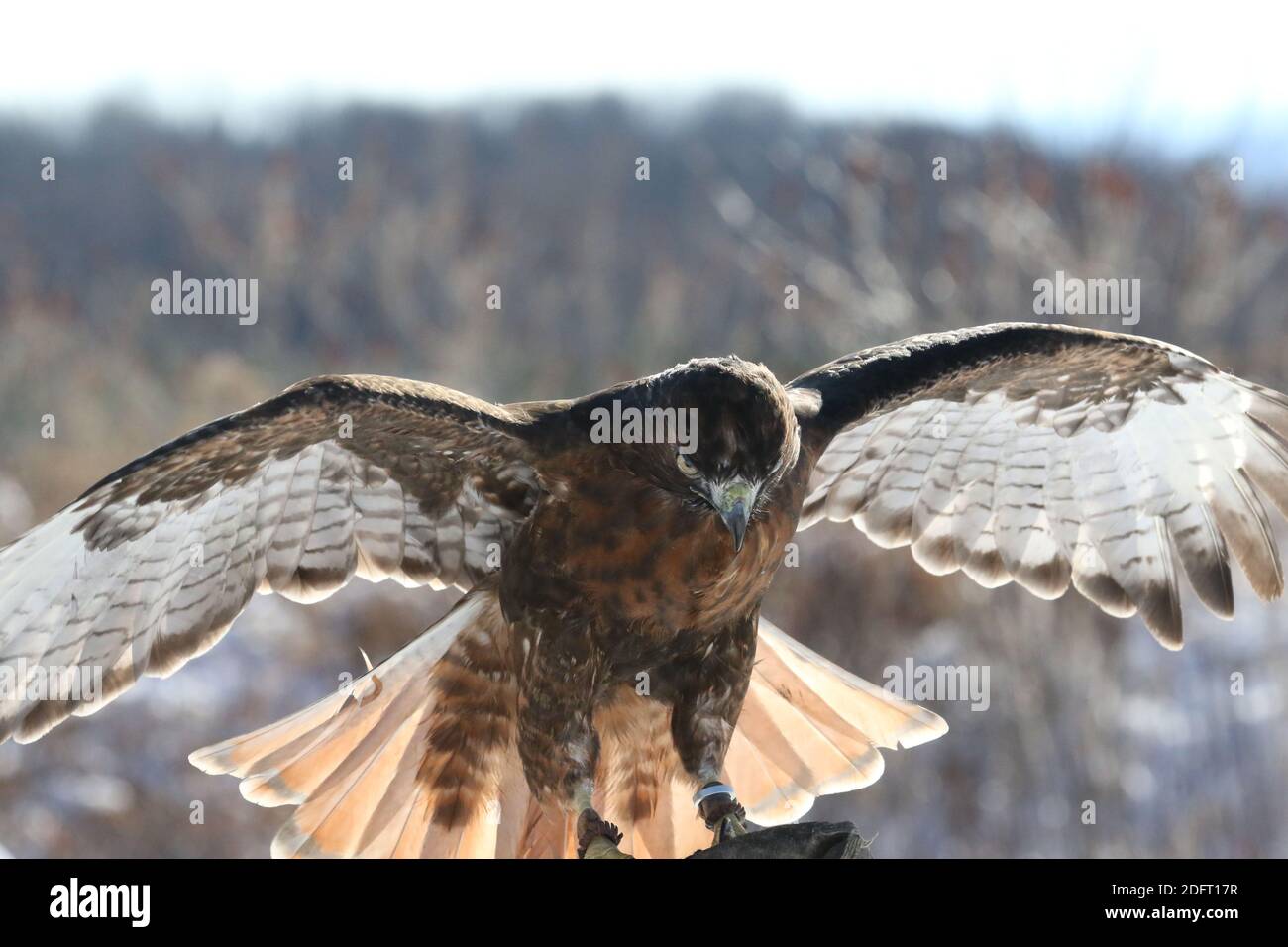 Red Tailed hawk Foto Stock