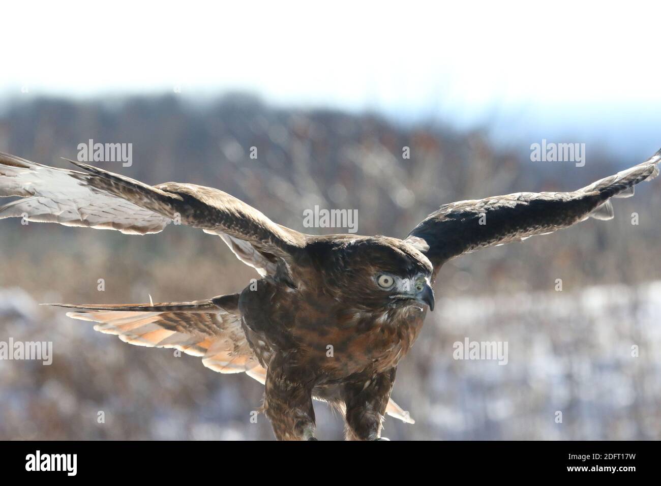 Red Tailed hawk Foto Stock