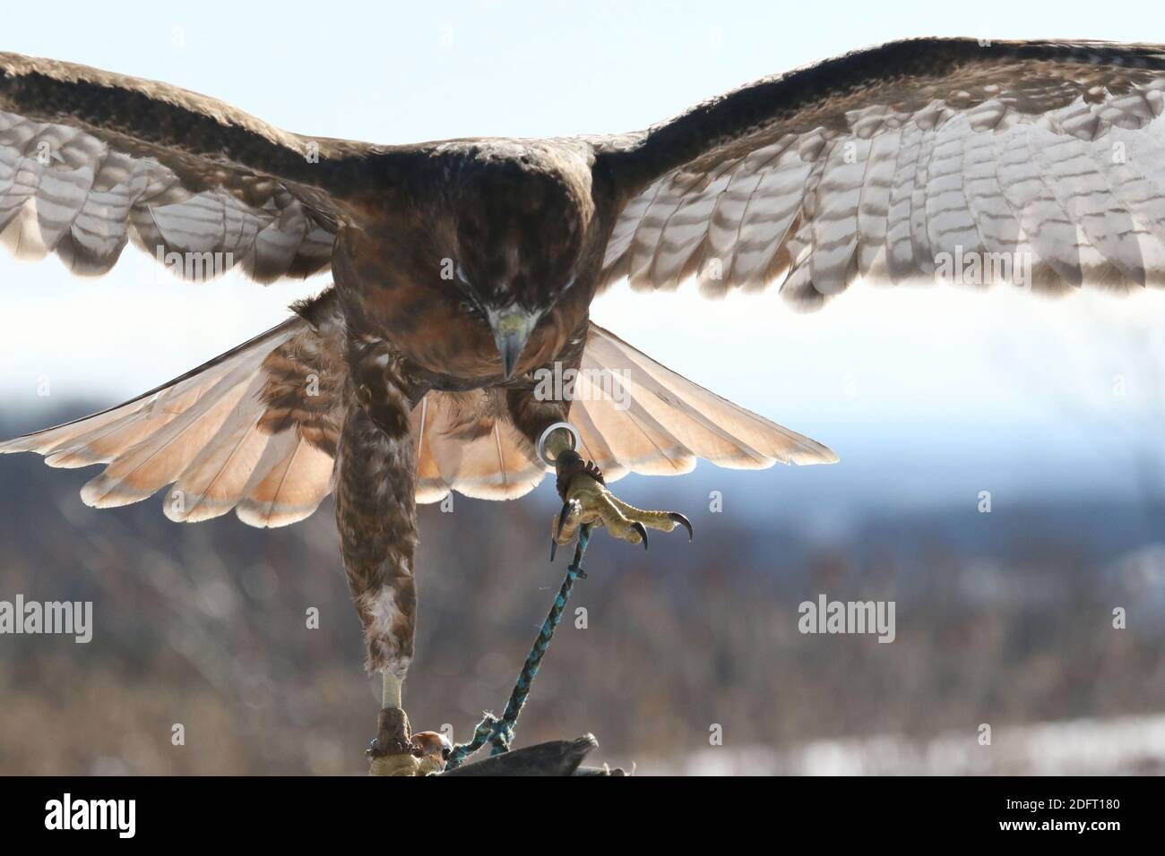 Red Tailed hawk Foto Stock