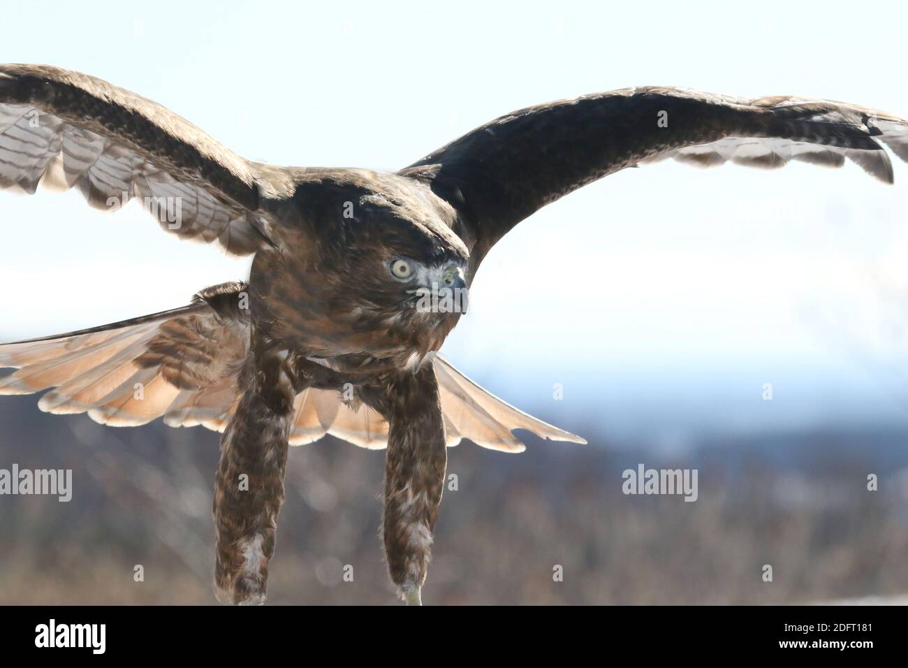 Red Tailed hawk Foto Stock
