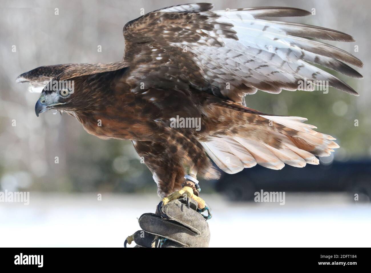 Red Tailed hawk Foto Stock