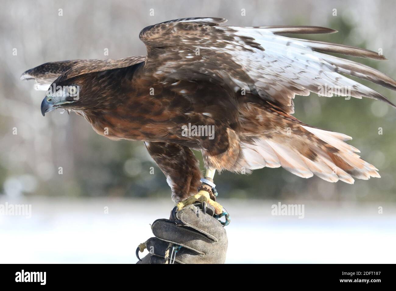Red Tailed hawk Foto Stock