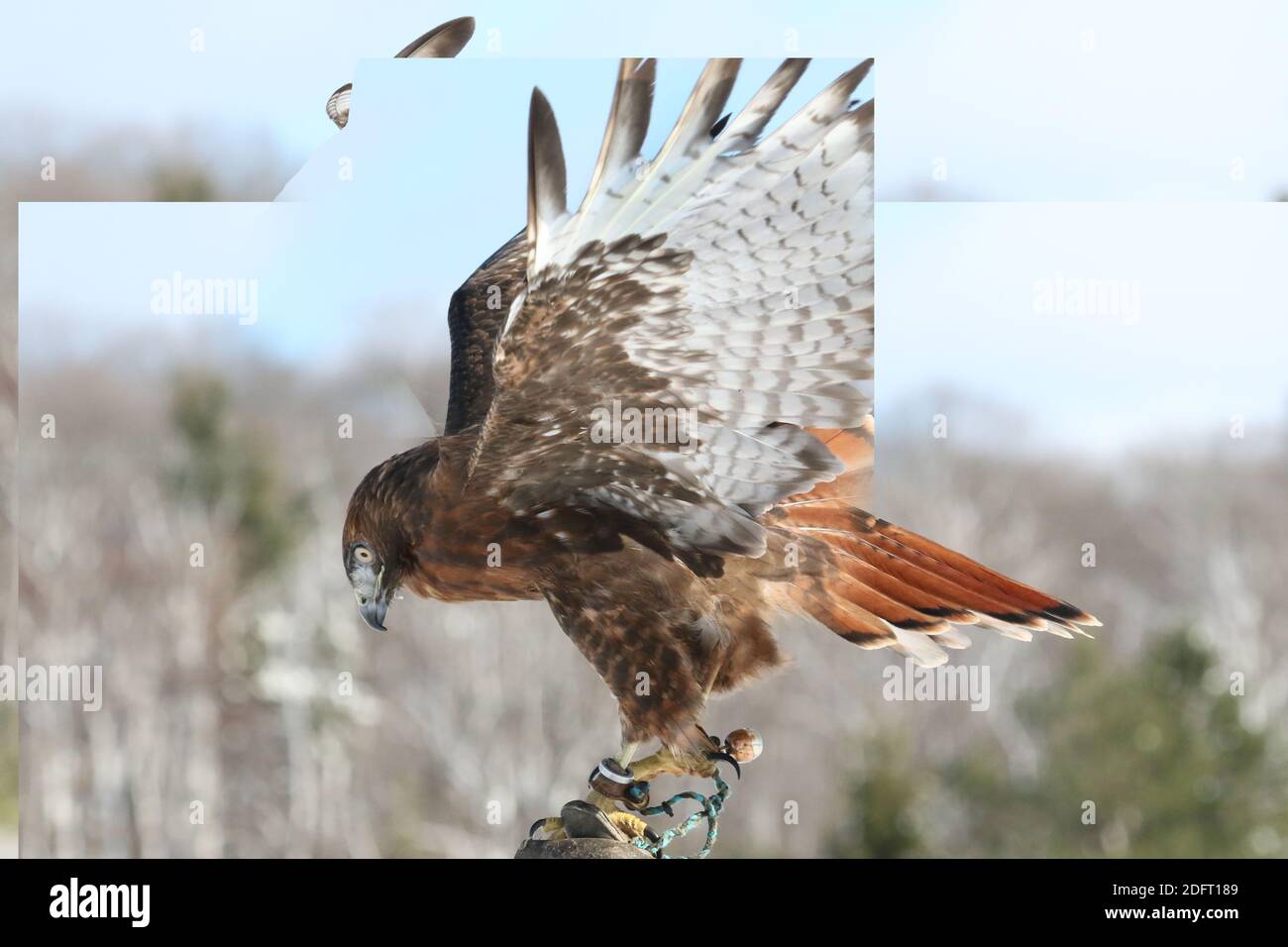 Red Tailed hawk Foto Stock