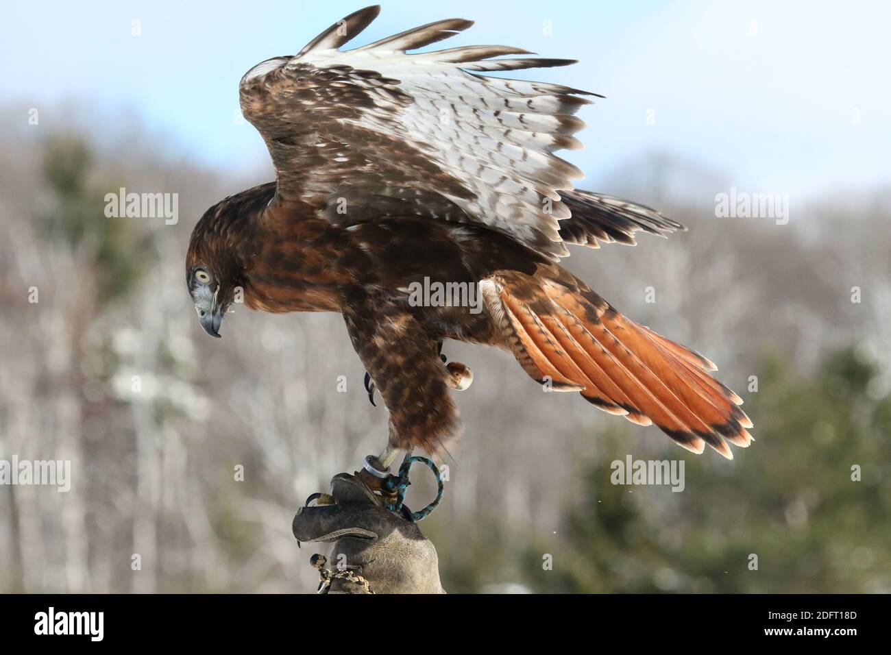 Red Tailed hawk Foto Stock