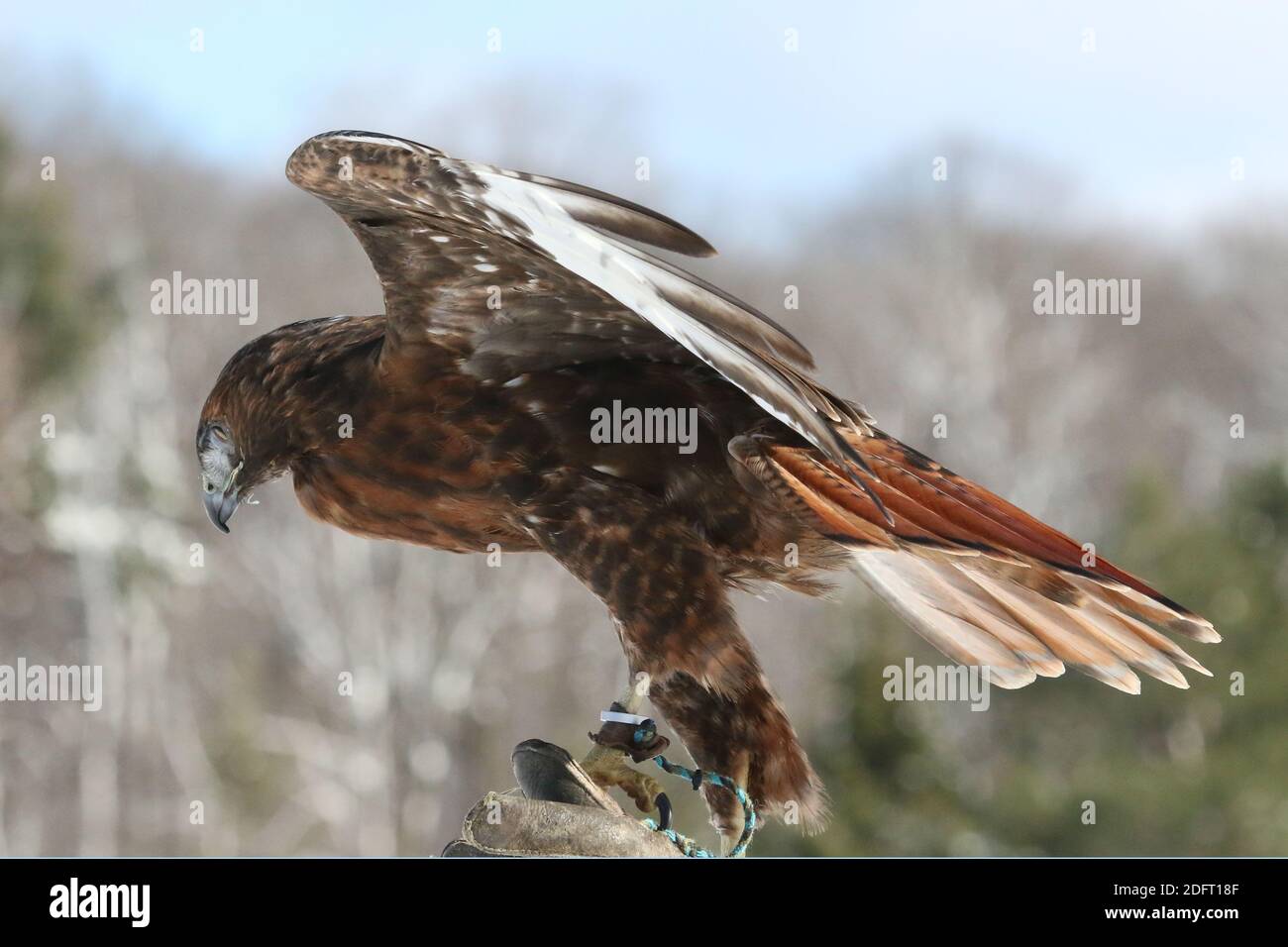Red Tailed hawk Foto Stock