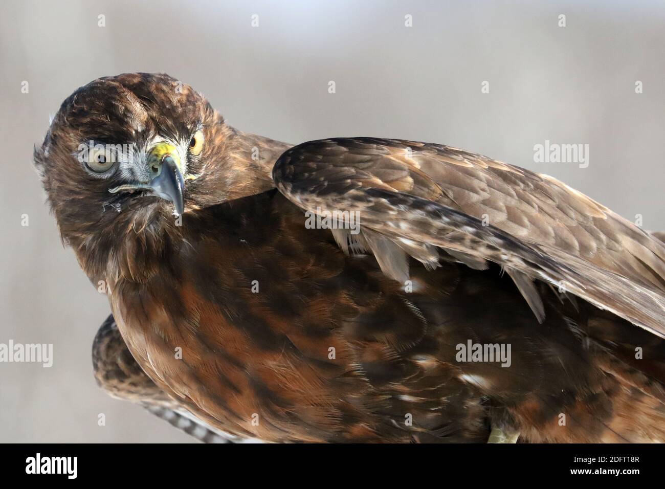 Red Tailed hawk Foto Stock