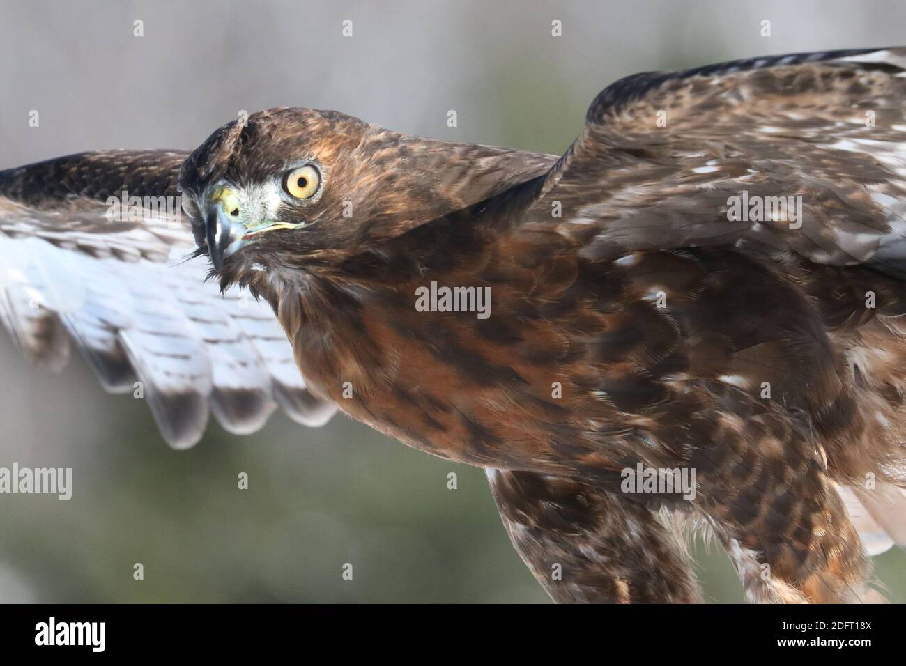 Red Tailed hawk Foto Stock