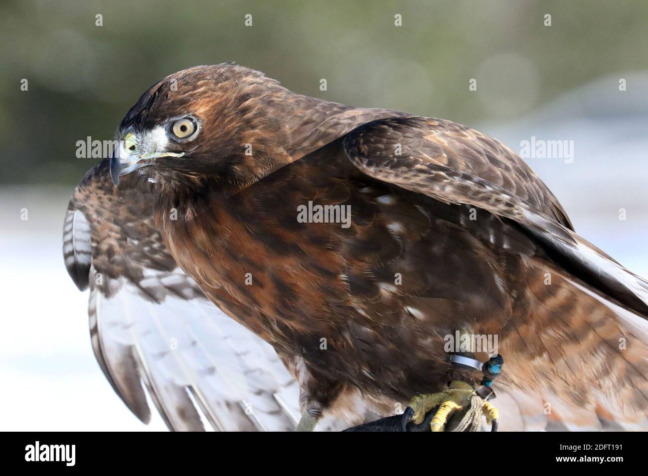 Red Tailed hawk Foto Stock