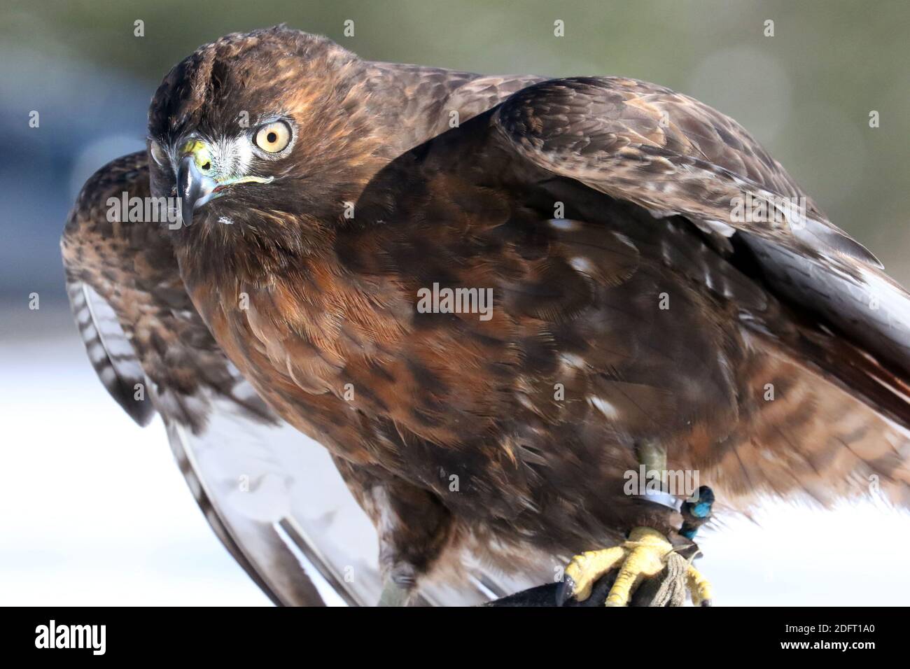 Red Tailed hawk Foto Stock