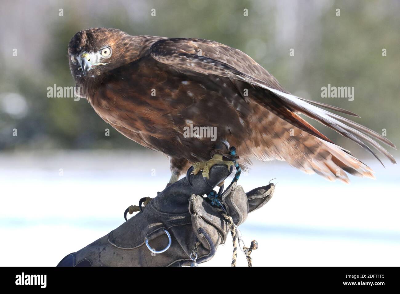 Red Tailed hawk Foto Stock