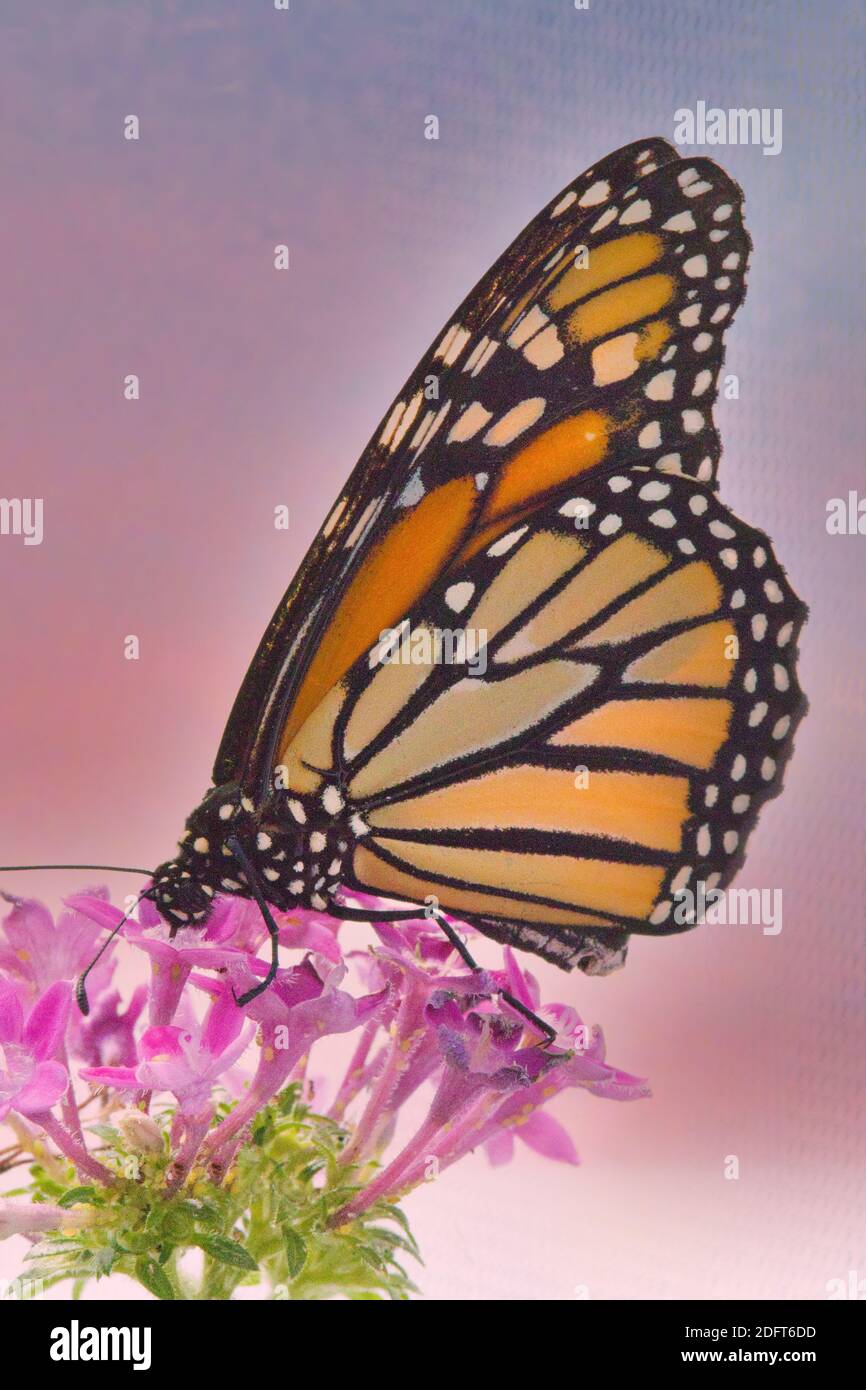 Macro vista di una colorata botterfly monarca che si nuota su un pinl fiore contro uno sfondo blu e pinlk. Foto Stock