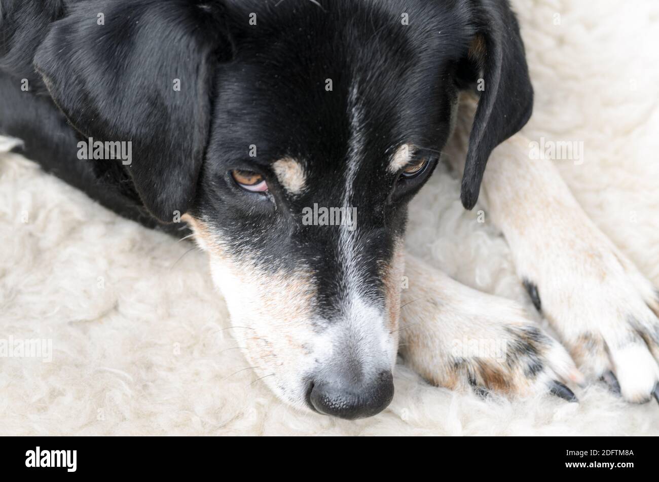 Faccia del cane di un vecchio Appenzeller Sennenhund che posa su un soffice pelliccia di pecora Foto Stock