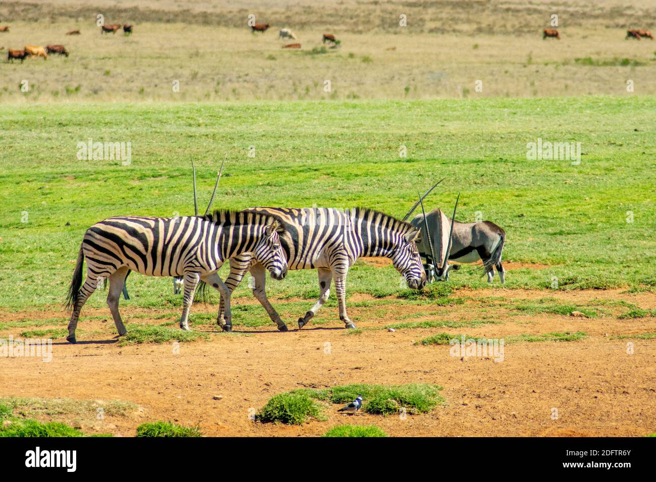 Le due Zebre nella Riserva del gioco sudafricano Foto Stock