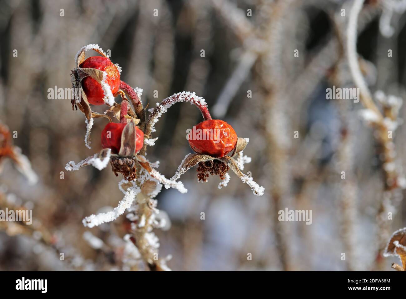 Rosehips surgelati con hoarfrost in inverno Foto Stock