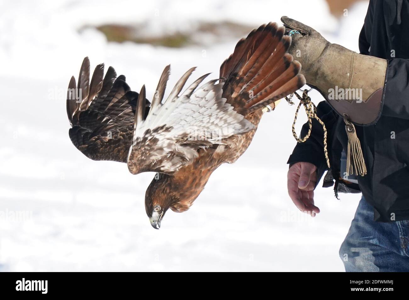 Red Tailed hawk Foto Stock