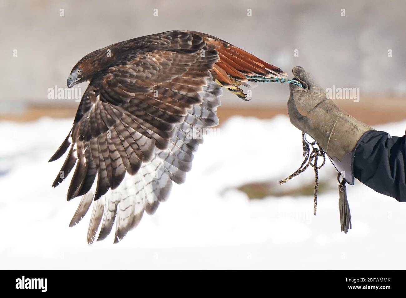Red Tailed hawk Foto Stock