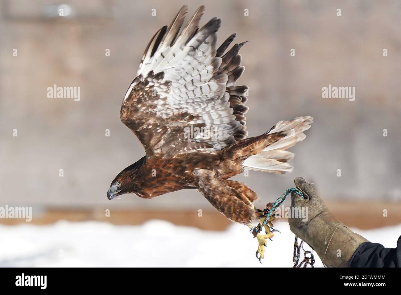 Red Tailed hawk Foto Stock