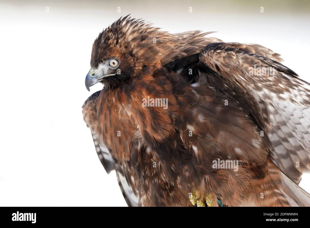 Red Tailed hawk Foto Stock