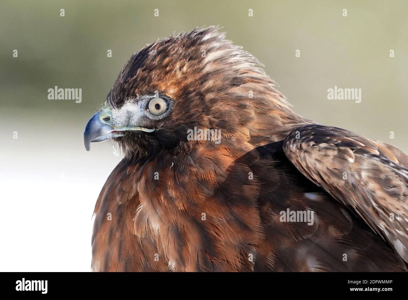 Red Tailed hawk Foto Stock