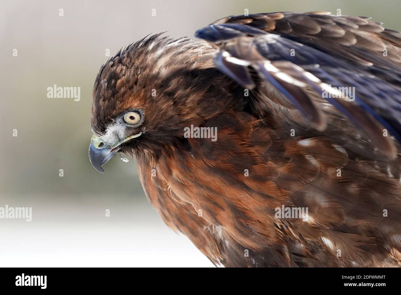 Red Tailed hawk Foto Stock