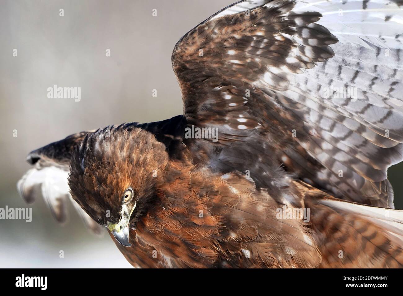Red Tailed hawk Foto Stock