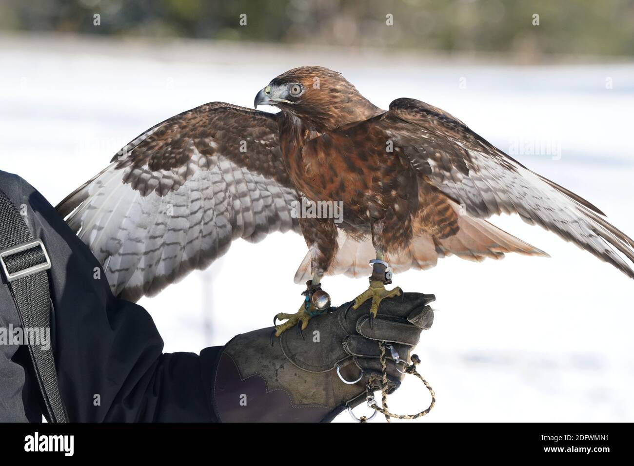 Red Tailed hawk Foto Stock