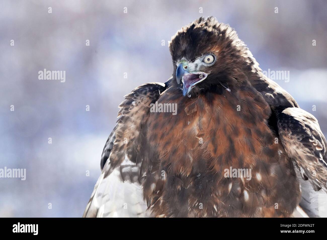 Red Tailed hawk Foto Stock