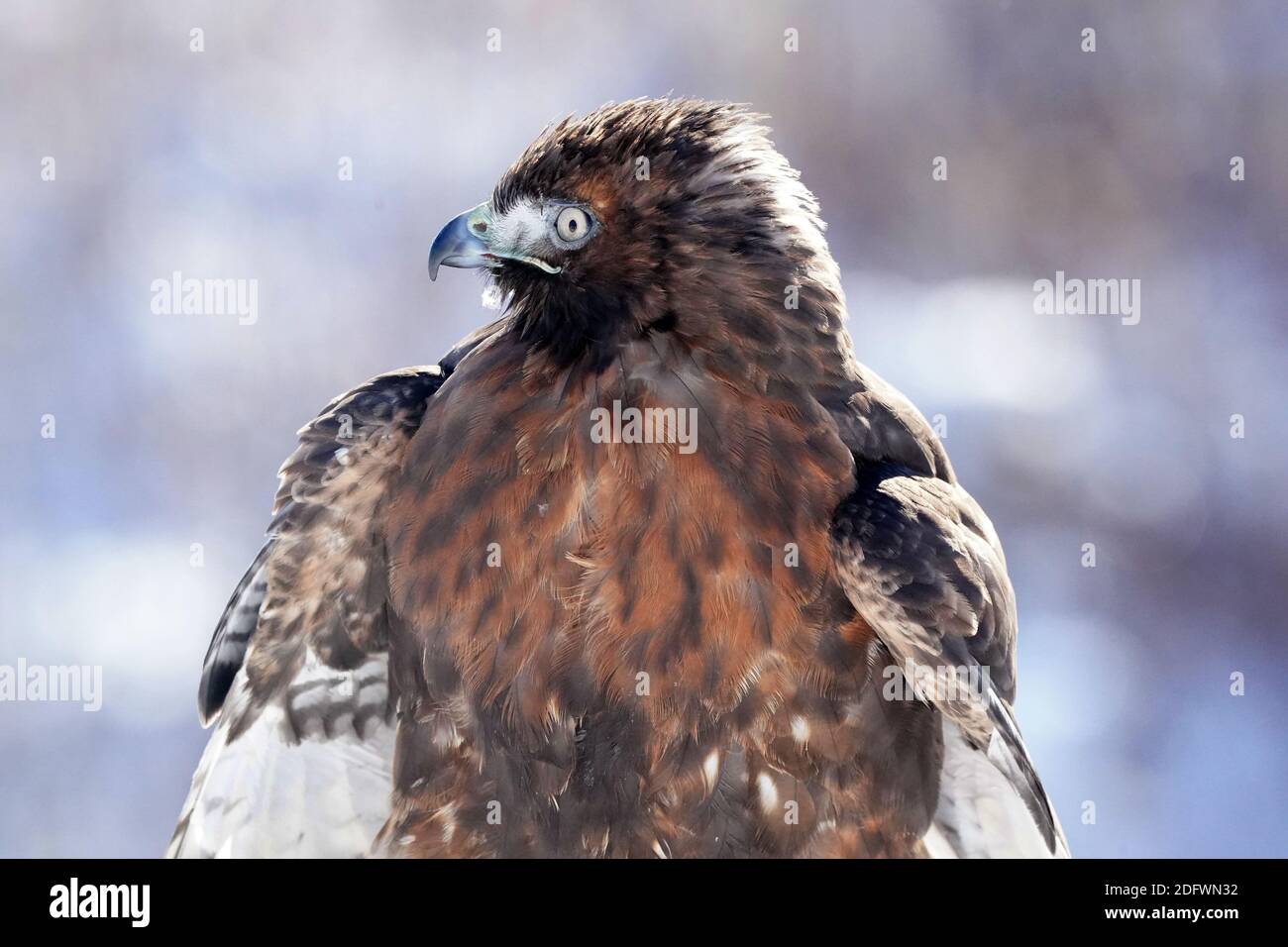 Red Tailed hawk Foto Stock