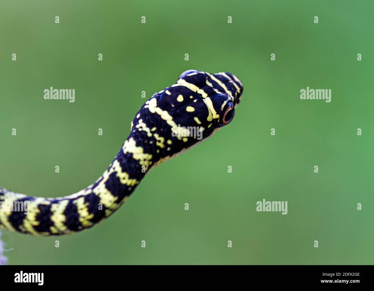 Primo piano di Golden Tree Snake o Crisopelea ornata su sfondo verde Foto Stock