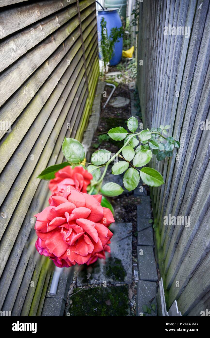 Nonostante le barriere in questo modo, questo lungo, spinoso fiore rosso brillante dal vicino della porta accanto è riuscito a fare il suo modo attraverso una piccola apertura in t Foto Stock