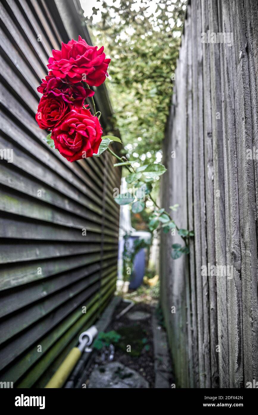 Nonostante le barriere in questo modo, questo lungo, spinoso fiore rosso brillante dal vicino della porta accanto è riuscito a fare il suo modo attraverso una piccola apertura in t Foto Stock