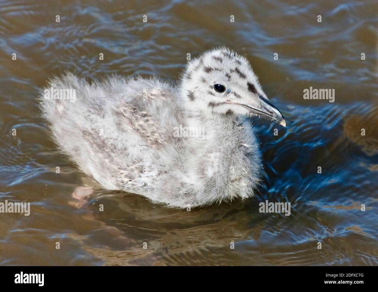 Gabbiano del bambino nel fiume, Anadyr, Okrug autonomo di Chukotka, Russia Foto Stock