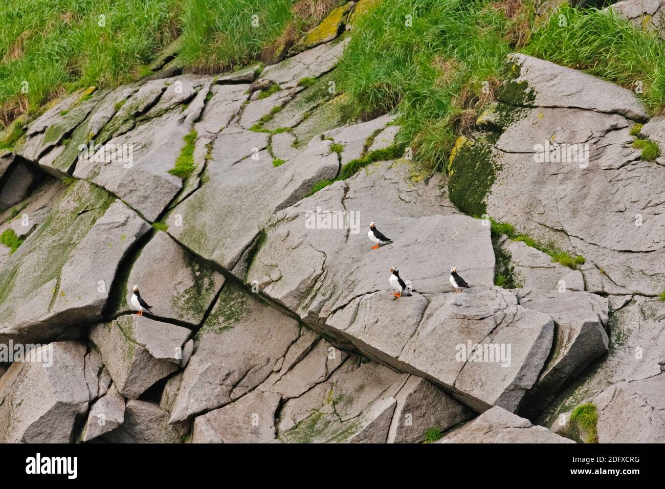 E tufted cornuto i puffini, Cape Archen, mare di Bering, Estremo Oriente Russo Foto Stock