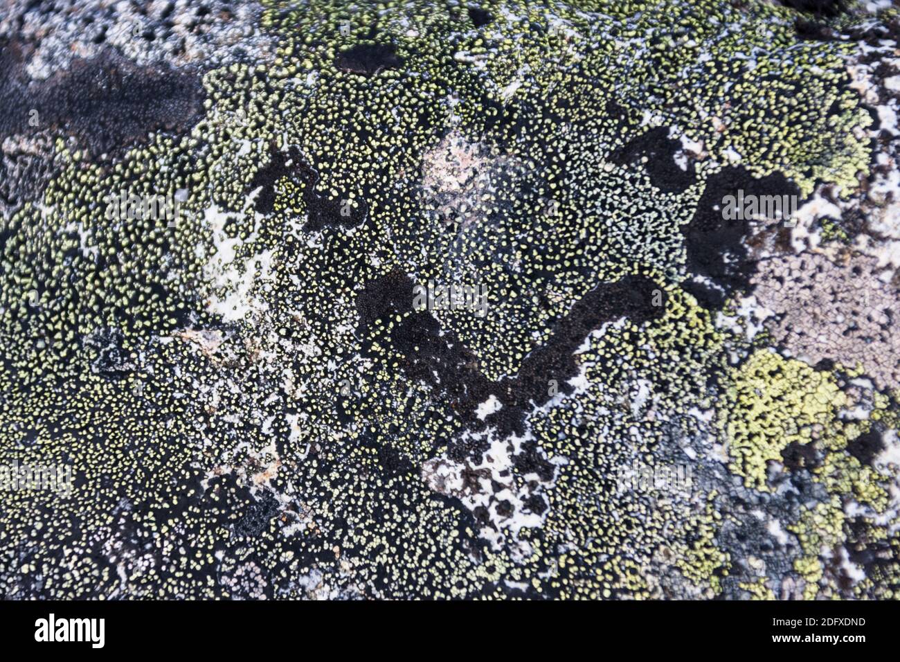 Il Lichen, Chukchi Peninsula, Estremo Oriente Russo Foto Stock